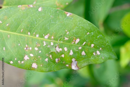 Tree leaves with fungal, Disease on leaf surface. photo