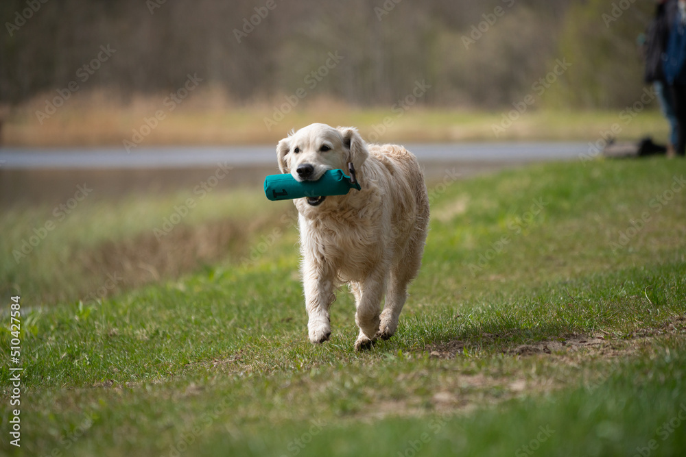 Beautiful golden retriever dog carrying a training dummy in its mouth