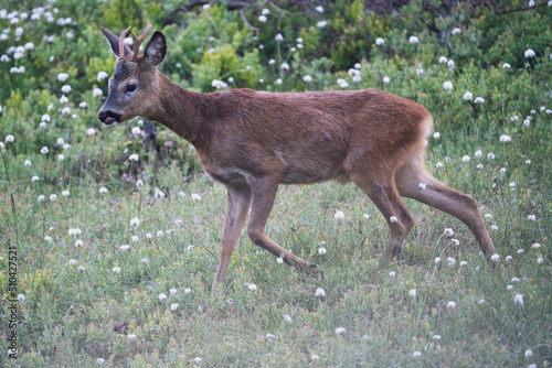 Fototapeta Naklejka Na Ścianę i Meble -  young roe buck in a field with green grass and cotton grass