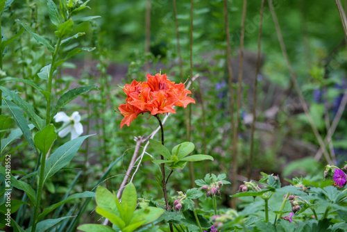 Orange Flower in the forest