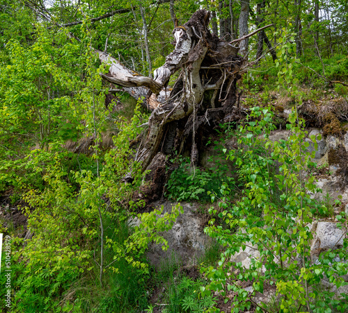 rootstock of a fallen foliage tree in a forest in spring at Sweden © leopold