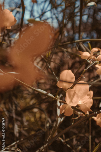FLORES