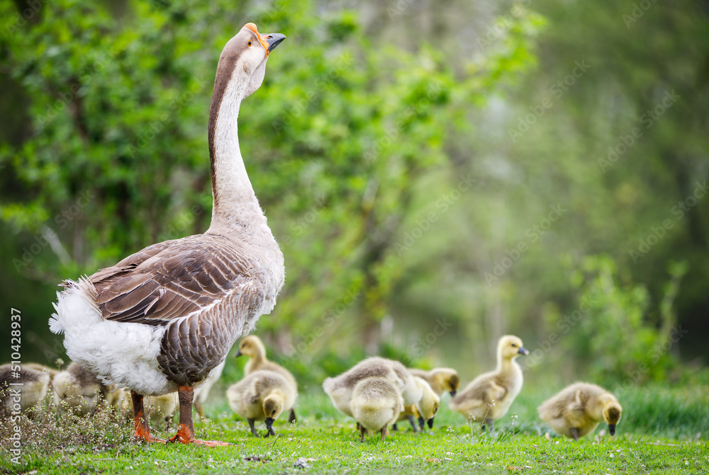 Obraz premium Flock of young goslings with adult goose grazing in the garden