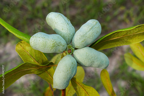 Fruit of the florida pawpaw - asimina obovata - growing on a tree in backyard dry Sandhill scrub habitat. small deciduous tree producing a large, yellowish-green to brown fruit