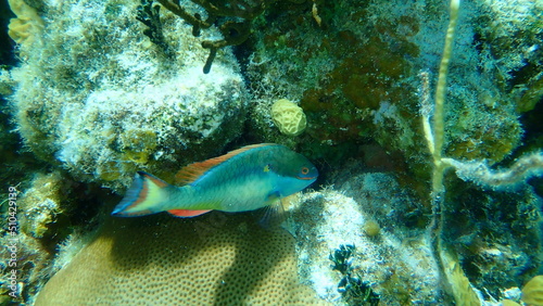 Redband parrotfish (Sparisoma aurofrenatum) and young lowrelief saucer coral or lowrelief lettuce coral (Agaricia humilis) undersea, Caribbean Sea, Cuba, Playa Cueva de los peces photo
