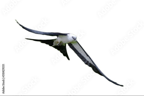 Swallowtail kite - Elanoides forficatus - in flight towards camera.
