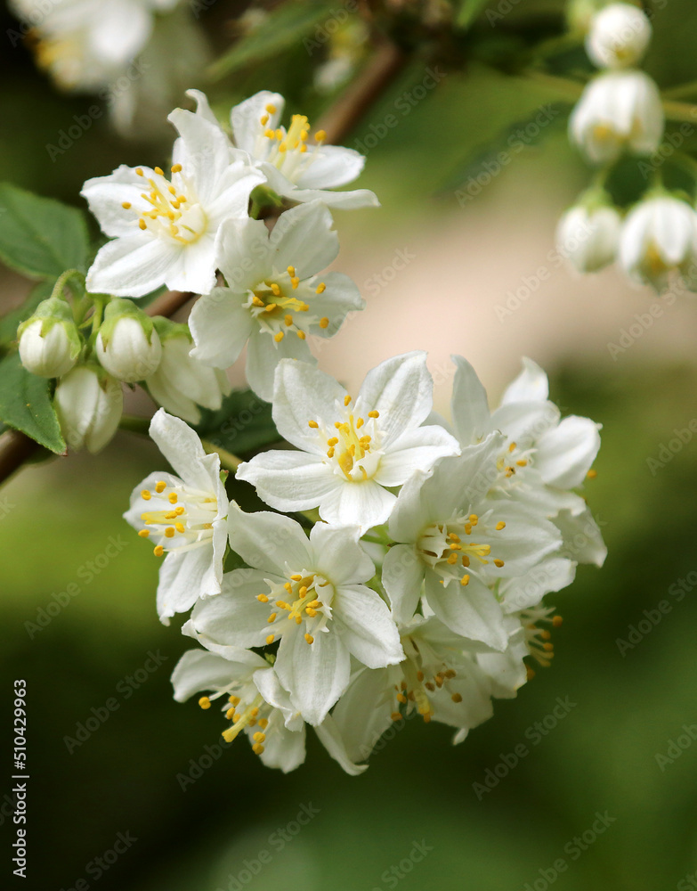 The Deutzia vilmorinae, shrub up to 2 m tall, hydrangea family. The flowers are white. Blooms in June. Brown bark. The Deutzia vilmorinae, shrub up to 2 m tall, hydrangea family. The flowers are white. Blooms in June. Brown bark.