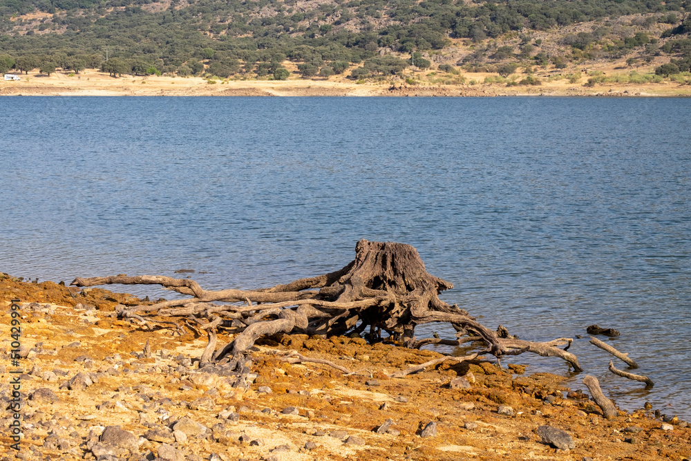 The trunk and roots of an old cut tree rest on the shore