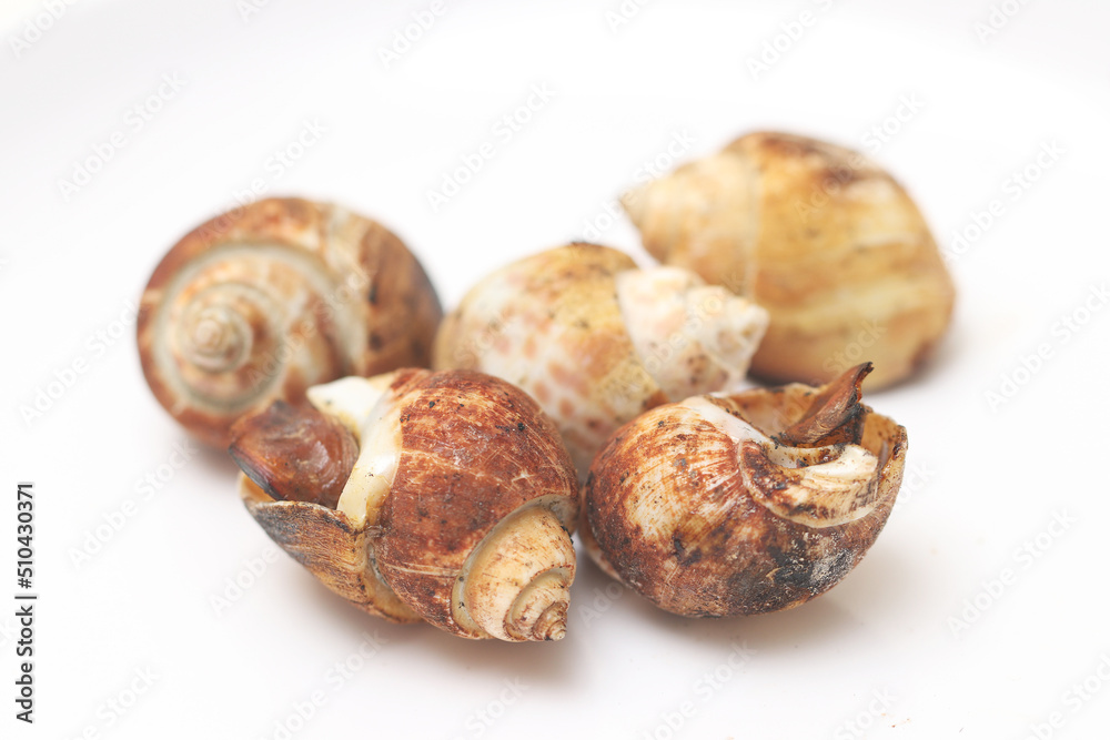 Top view of Grilled Spotted Babylon isolated white background. Top view of Grilled Spotted Babylon isolated white background.