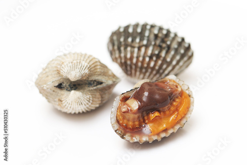 Cockle clams isolated white background. © Thaisucculents