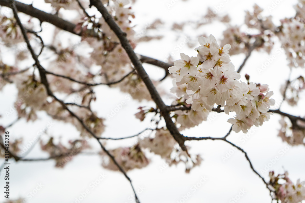 満開の桜を見上げる