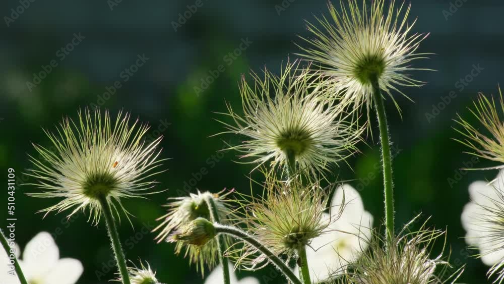 Nature flowers background. Wildflowers Pulsatilla patens or Cutleaf anemone blooming in Ukraine. Dream-grass blooms in the field or forest. Spring summer flowers close-up, slow motion Nature flowers background. Wildflowers Pulsatilla patens or Cutleaf anemone blooming in Ukraine. Dream-grass blooms in the field or forest. Spring summer flowers close-up, slow motion