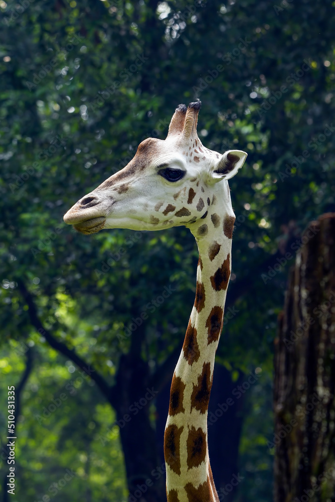 Fototapeta premium Portrait of a young giraffe in their environment