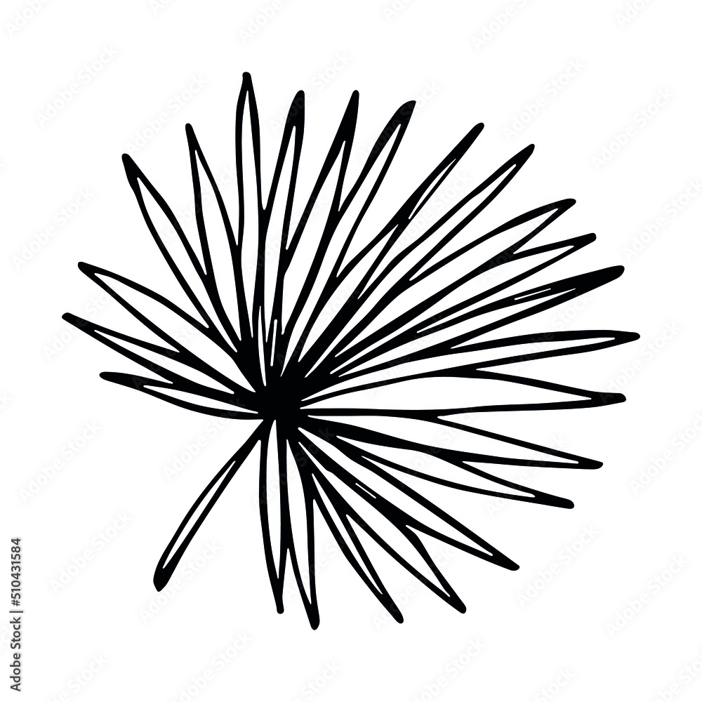 Fototapeta premium Simple tropical leaf illustration. Hand drawn vector clipart. Botanical doodle for print, web, design, decor, logo.