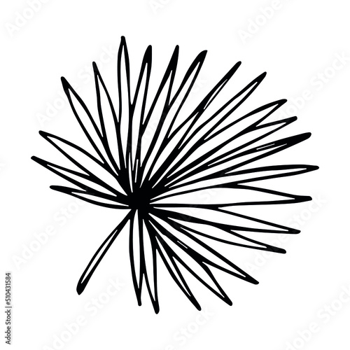 Simple tropical leaf illustration. Hand drawn vector clipart. Botanical doodle for print  web  design  decor  logo.