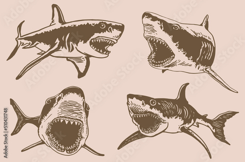 Obraz na plátně Graphical vintage set of sharks and jaws, sepia background,vector elements , gre