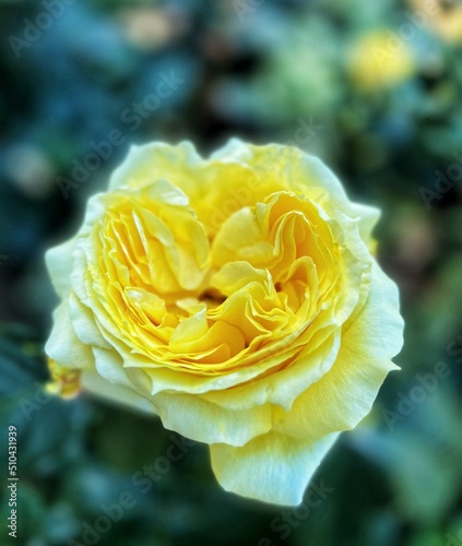 yellow rose flower