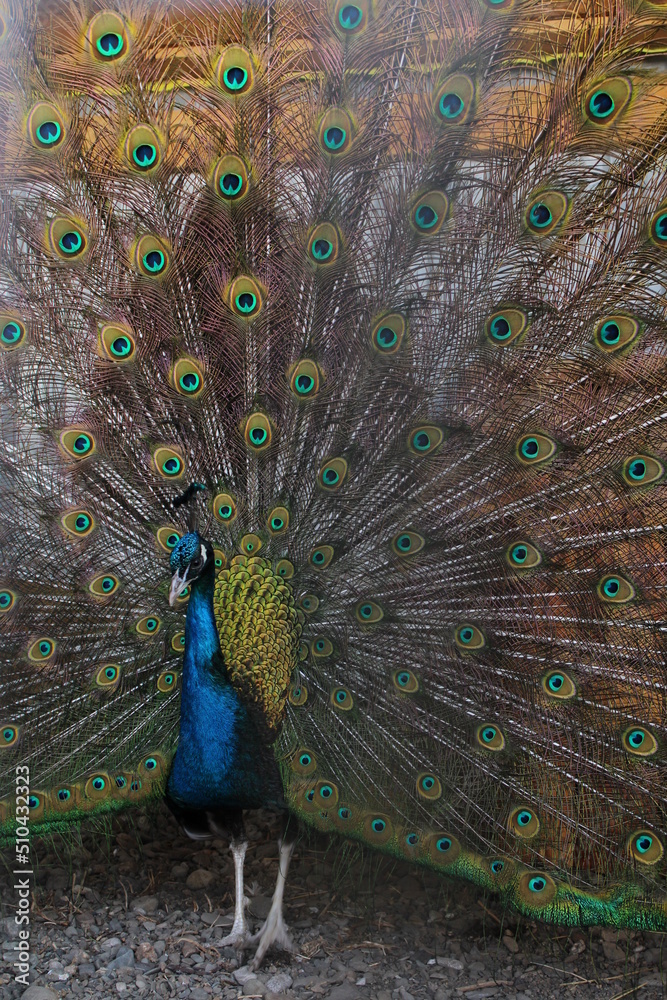 Obraz premium peacock, bird, feathers, animal, feather, blue, tail, nature, green, wildlife, colorful, beautiful, beauty, color, beak, peafowl, pattern, display, zoo, pride, plumage, head, mating, eye