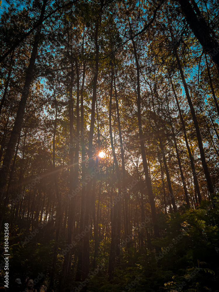 Obraz premium morning in the forest