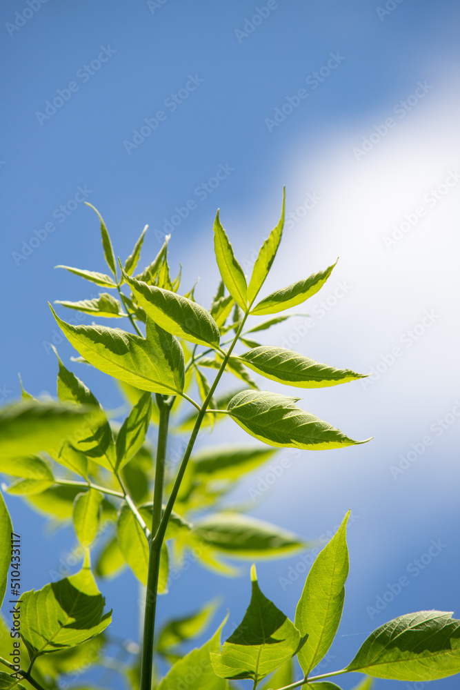green leaves of trees close-up against the blue sky green leaves of trees close-up against the blue sky