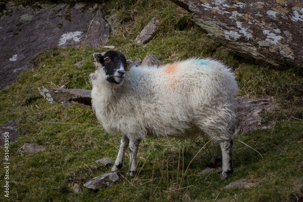 Irlandia , owca na tle ziekonejntrawy i kamieni . - obrazy, fototapety, plakaty 