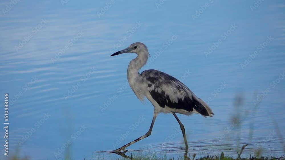 Immature Little Blue Heron strolling along in slow motion on the edge of a lake in Central Florida.