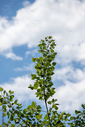 green leaves of trees close-up against the blue sky