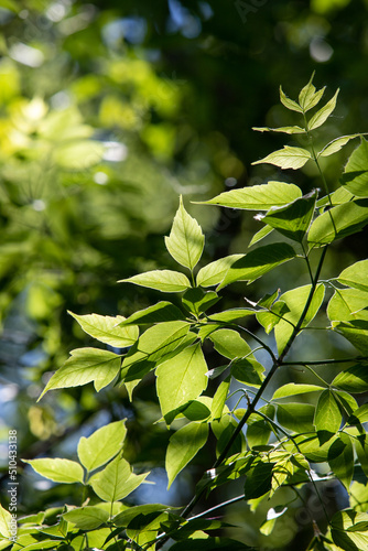 green leaves under the sun