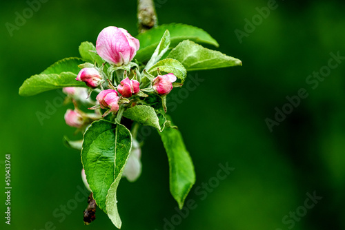 Apple tree pink flower buds and leaves close-up