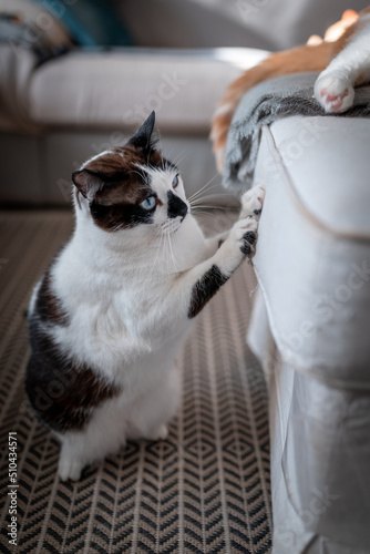 black and white cat with blue eyes scratching a white sofa. vertical composition