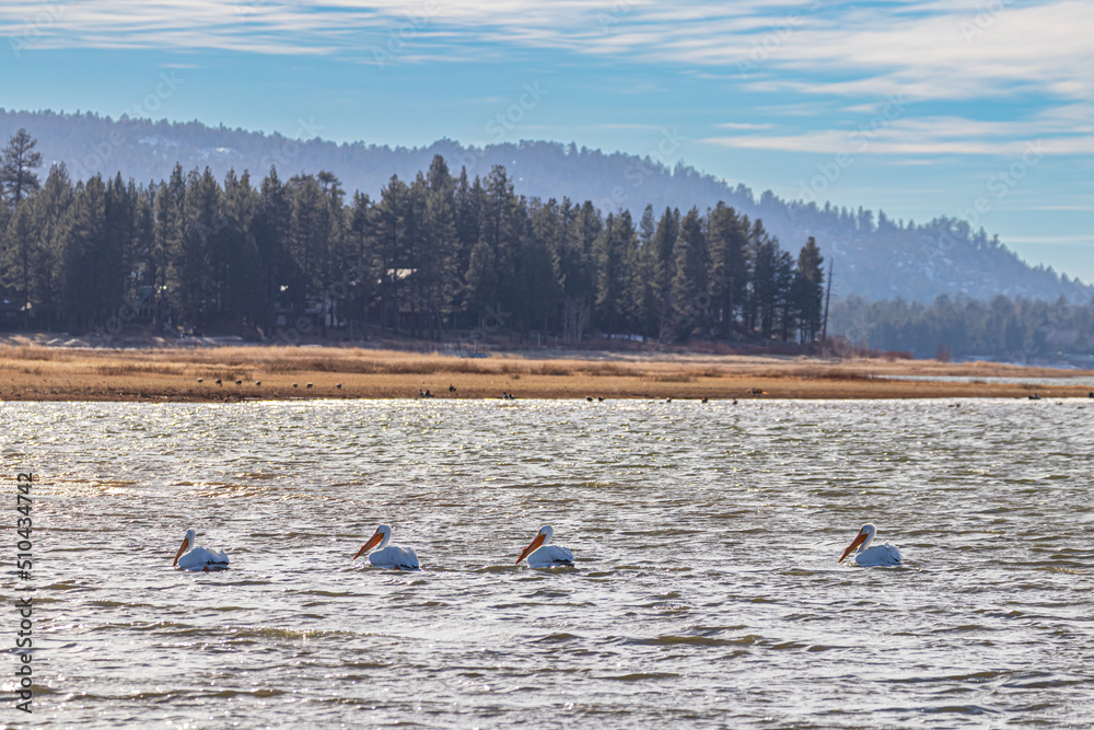 white pelicans on big bear lake