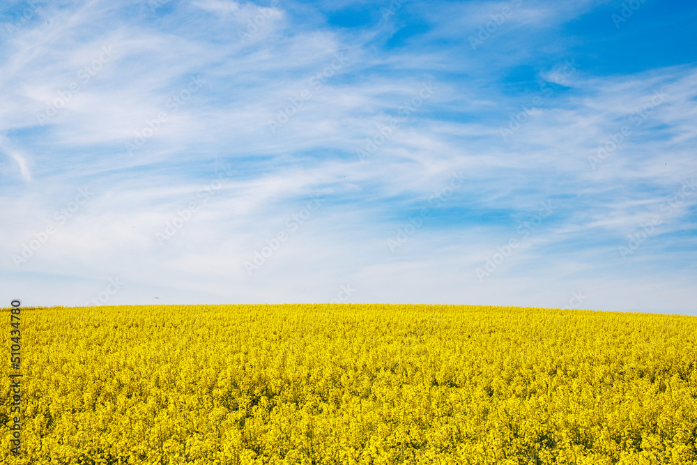 Meadows with a plant in a valley with fields against the background of the daytime sky in Bulgaria Meadows with a plant in a valley with fields against the background of the daytime sky in Bulgaria