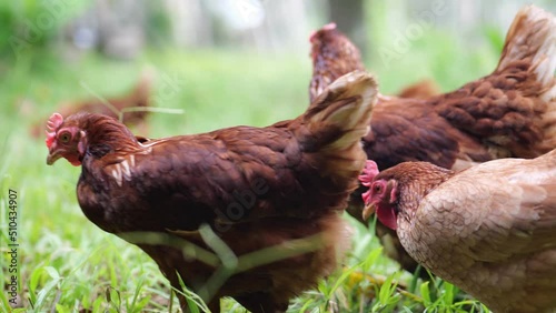 Rhode Island Red laying hens Many of them are wandering walking for food in the meadow to keep a chickens have healthy. organic farm concept.