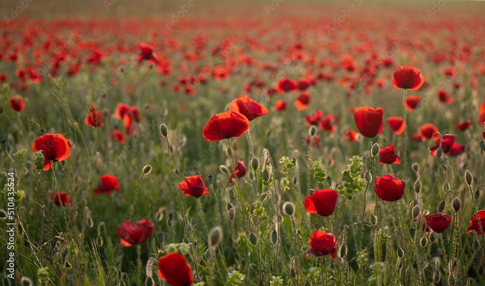 Fototapeta premium Red poppies in a field in spring