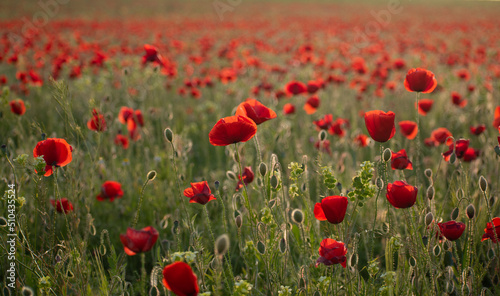 Red poppies in a field in spring