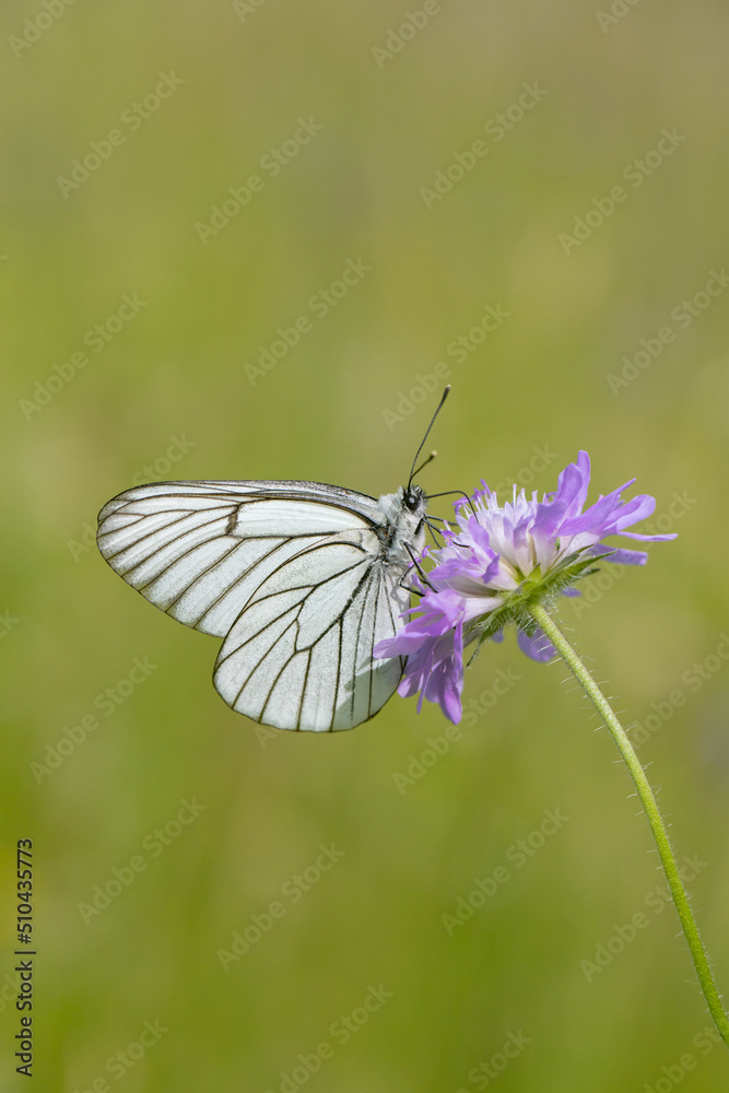 Black-veined white butterfly (Aporia crataegi) rests on a field scabious.. Black-veined white butterfly (Aporia crataegi) rests on a field scabious..