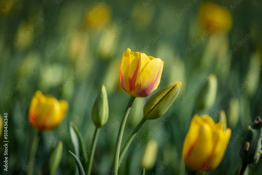 View of yellow tulips some blossomed some coming to bloom on blurred background.