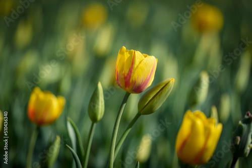 View of yellow tulips some blossomed some coming to bloom on blurred background.