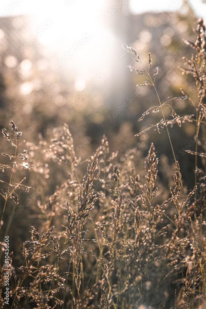 Close-up view of the golden spikelets. Wheat in the field in summer with sun shine. Faded wild grass. Close-up view of the golden spikelets. Wheat in the field in summer with sun shine. Faded wild grass.