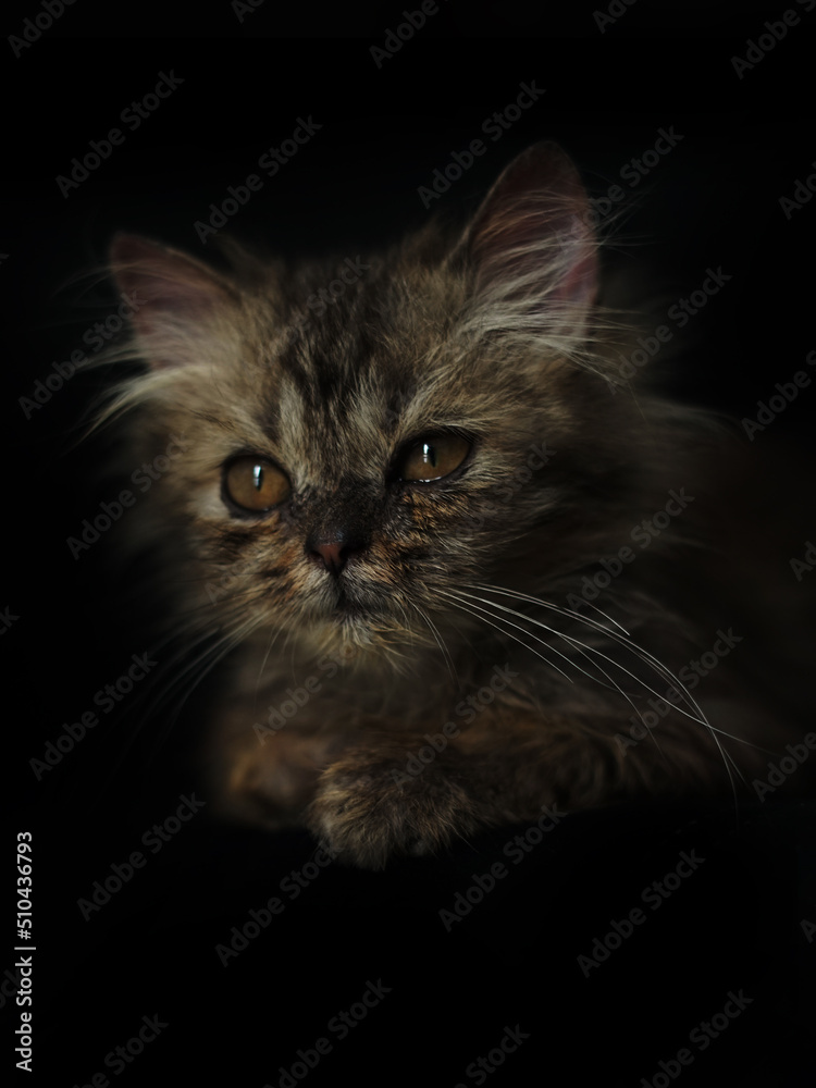 Cats with long brown hair on a black background. Used for adorable pet wallpapers. 
