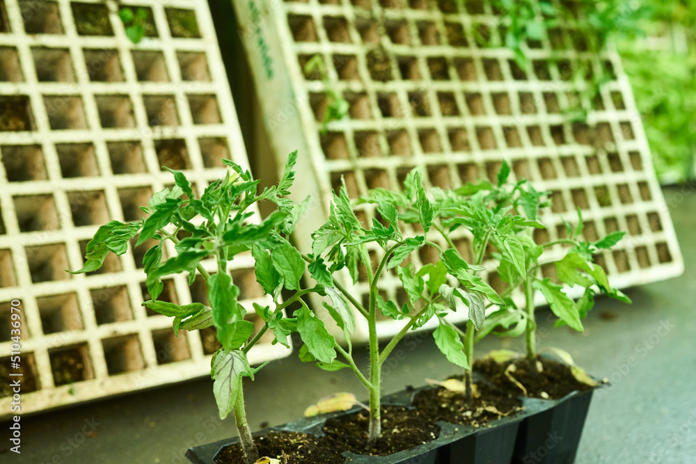 Small pepper plants prepared for sale and transplanted Small pepper plants prepared for sale and transplanted