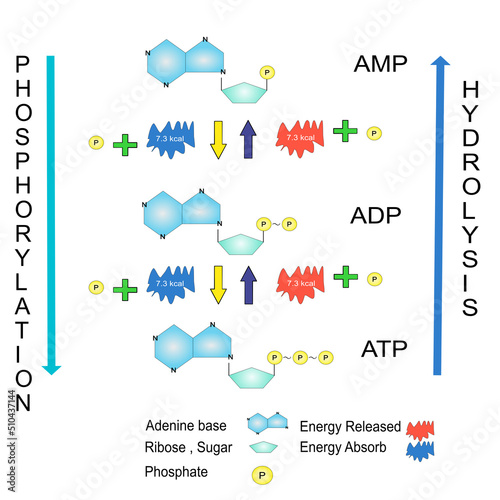 Schematic of ATP hydrolysis cycle chemical education  photo