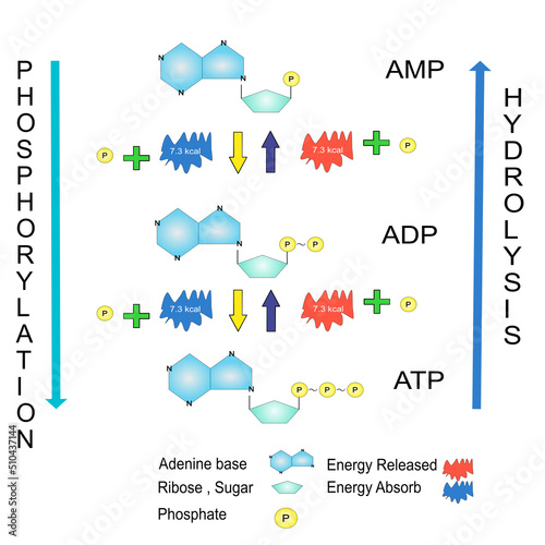 фотографія Schematic of ATP hydrolysis cycle chemical education