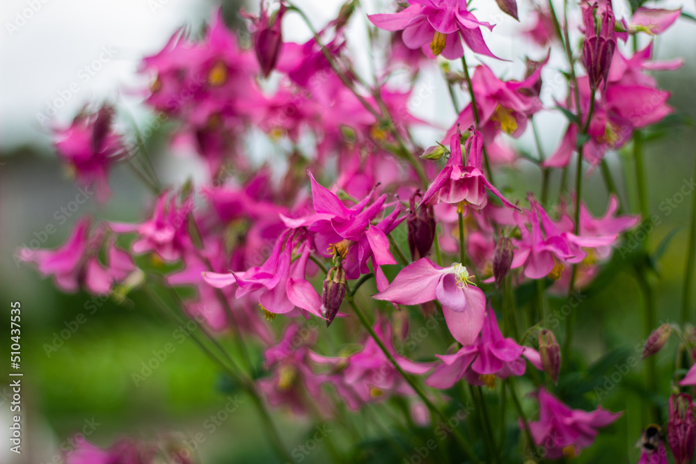 pink flowers in the garden pink flowers in the garden