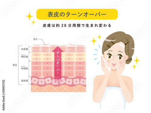 肌のターンオーバー　皮膚の構造と女性