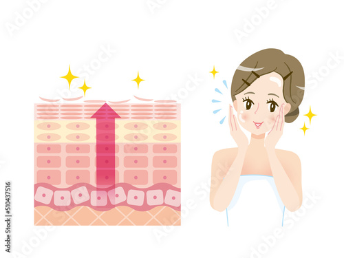 肌のターンオーバー　皮膚の構造と女性