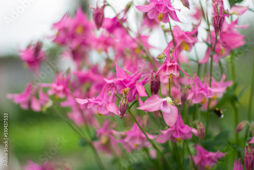 pink flowers in the garden © Анастасия Мулюкова