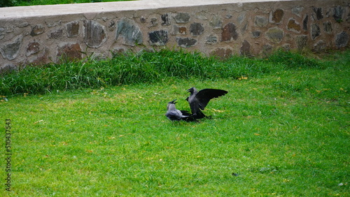 Crow are fightning image HD photo