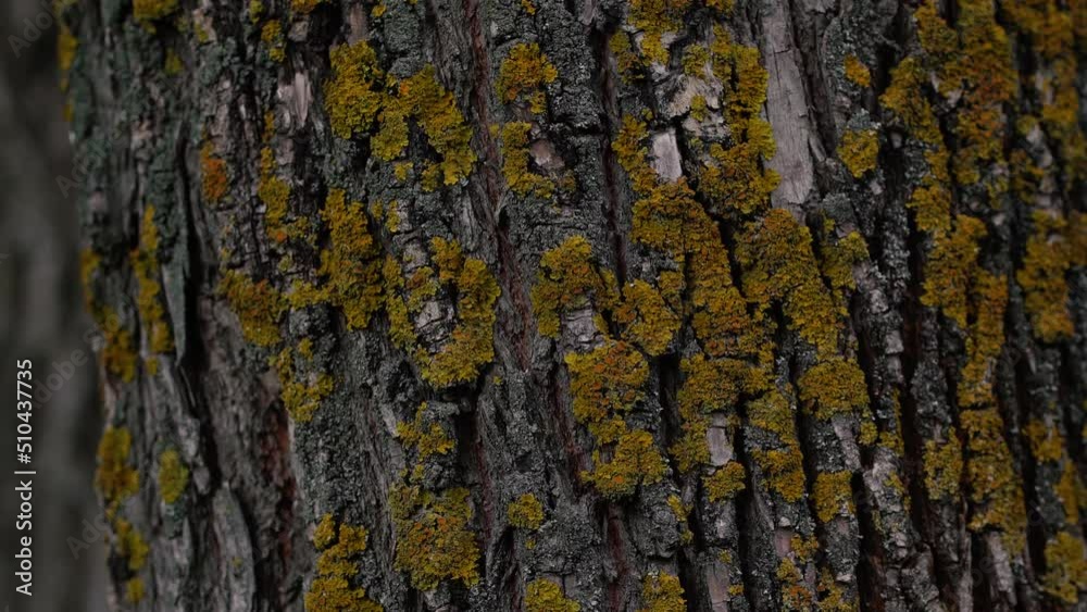 oak bark overgrown with moss close-up. 4k frame oak bark overgrown with moss close-up. 4k frame