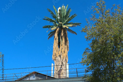 fake palm tree hiding antena against sky